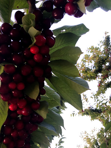 Fortune Fruit Company - Hospitality and gastronomy