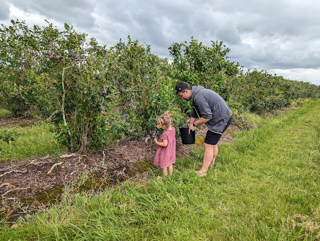 Blueberry Country - Ōhaupō