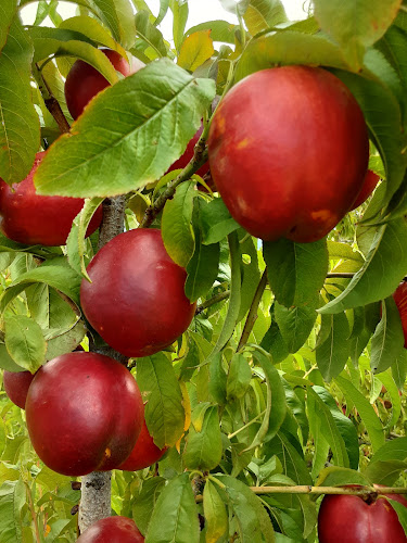 Comentarii opinii despre Roberts Family Fruit Country Store