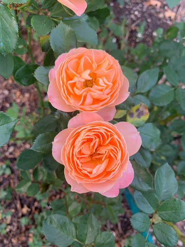 GreenBow Flora - Whatawhata