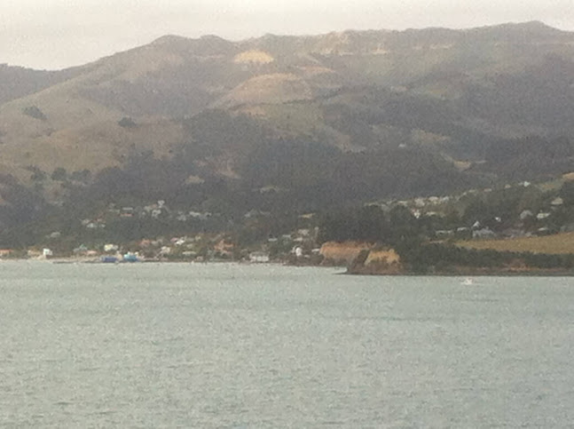 Opinii despre Kapowai Brewing Co. în Dunedin - Hospitality and gastronomy