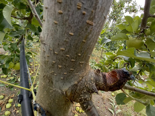 342 Wharerata Road, Matawhero, Gisborne 4071, New Zealand