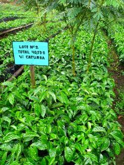 Opinii despre Rocket Coffee Roasters în Hamilton - Hospitality and gastronomy