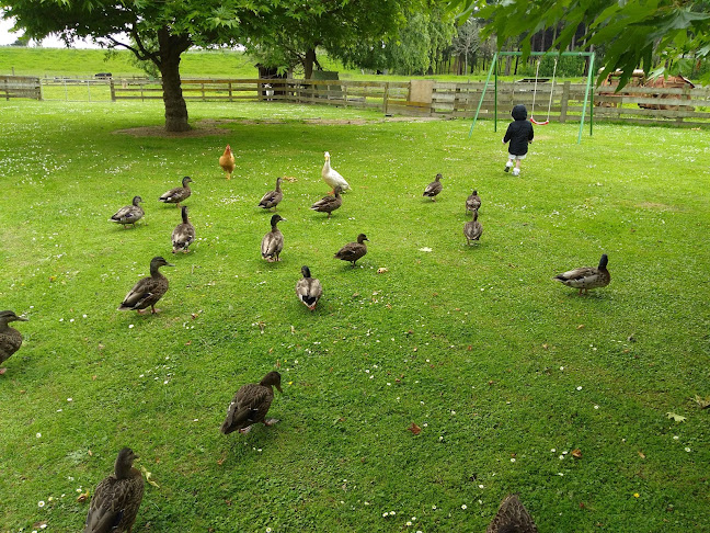 Comentarii opinii despre Murrayfield Cafe