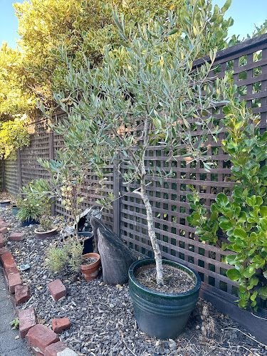 Comentarii opinii despre Olive Tree Cafe