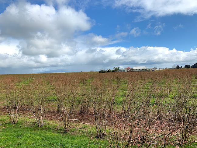 Monavale Blueberries - Cambridge