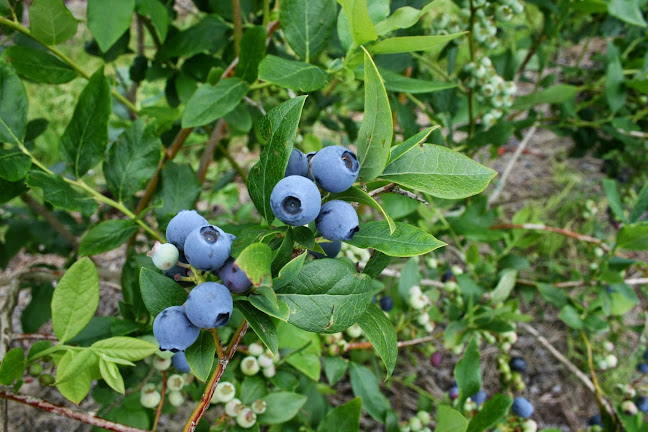 Blueberry Country - Hospitality and gastronomy