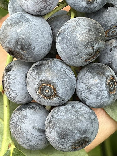 Blue River Orchard - Waipapa